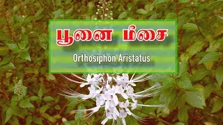 பூனை மீசை பயன்கள்  Orthosiphon aristatus [upl. by Enyrb]