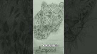 Snow leopard pencil freehand drawing [upl. by Hightower]