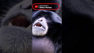 Gibbon Monkey 🐒 HD Sound Effect 2 [upl. by Mahgirb]