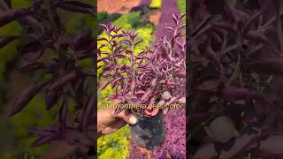 Home gardening ideas Alternanthera plant shorts [upl. by Inaej]