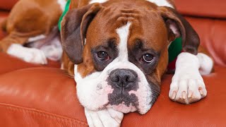 Training Boxers Essential Commands for Good Behavior [upl. by Hermia]