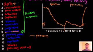 Blood pressure area and velocity graph blood circulation review  MCAT [upl. by Mallis]