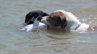 PIT BULL KILLS SHARK NEW [upl. by Eciralc]