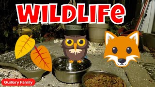 Sundays Live Cam Wild Animals And Fierce Felines In Action 🦃🦊😻 [upl. by Akinajnat]