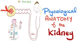 Kidney Physiology  PCT loop of Henle DCT Collecting Ducts [upl. by Anastatius]