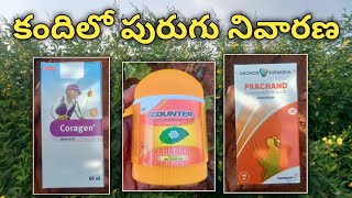 కందిలో పురుగు నివారణ  coragen insecticide  counter insecticide  prachand insecticide [upl. by Schober]