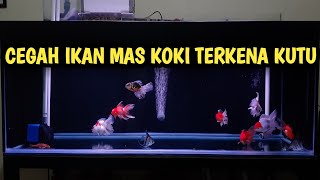 CARA MENCEGAH IKAN MAS KOKI KENA PENYAKIT KUTU [upl. by Nithsa932]