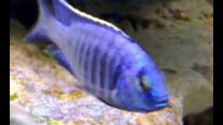 Copadichromis Azureus quotNkhomo Reefquot [upl. by Randene]