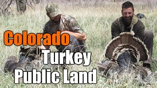 How To Hunt Turkey In COLORADO On Public Land  MIKE HUNTS [upl. by Nylassej]