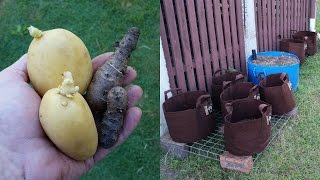 Growing Potatoes in Root Pouches with compost amp saved spuds [upl. by Colson576]