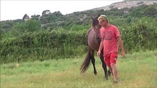 exercice equitation ethologique avec un étalon chaud bouillant [upl. by Ammadis]