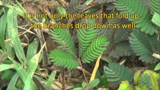 The Amazing Sensitive Plant Mimosa pudica [upl. by Anewor]