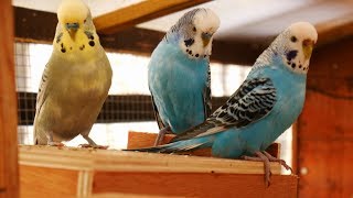 Over 2 Hours of Budgies Playing Singing and Talking in their Aviary [upl. by Arised722]