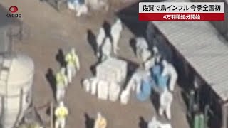 【速報】佐賀で鳥インフル、今季全国初 4万羽殺処分開始 [upl. by Yvonne]