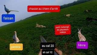 4 chasse au petit gibier lièvre faisan perdrix au chien darrêt 20222023 au cal 20 et cal 12 [upl. by Odab]