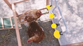 Cómo Instalar Bebederos Automáticos para Aves  COPELE [upl. by Aicittel]