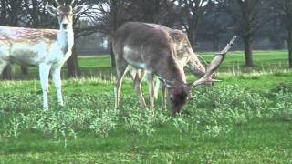 Fallow bucks shedding antlers 4 [upl. by Anirak]