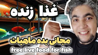 با این روش ،یه غذای زنده رایگان درست کن free live for fish 🔥 [upl. by Aynam]