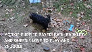 Morkie Puppies Playing SD 480p [upl. by Hctub486]