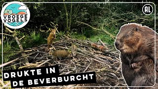 Wildcamera bij Limburgse beverburcht  TV  Vroege Vogels [upl. by Race]