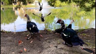 Wild Muscovy Ducks and Florida Softshell Turtles [upl. by Eppie859]