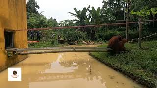 Leusers first time on island at Orangutan Haven [upl. by Anrapa]