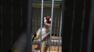 Steglits European Goldfinch singing Stiglice pesma quotJABUCANACquot [upl. by Oinotna]