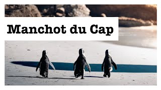 Tout savoir sur  le manchot du Cap [upl. by Mundy]