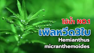 เพิลหวีด3ใบ ไม้น้ำเลี้ยงง่าย NO1Hemianthus micranthemoides [upl. by Sharron]