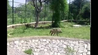 JARAKH जरख  IN THE NATIONAL ZOOLOGICAL PARK NAHARGARH AT JAIPUR VIDEO [upl. by Awhsoj8]