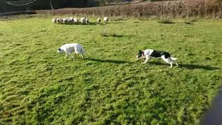 Megan  Border Collie Sheepdog Puppy [upl. by Sanjay746]