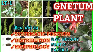 GNETUM Systematic Position distribution amp MorphologyBSc Part2 Botany Lt1brabihar University [upl. by Netsyrk]