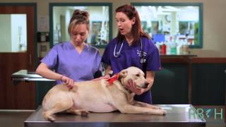 How to Check Your Pets Vital Signs [upl. by Ann-Marie719]