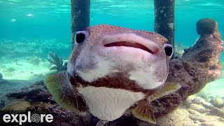 Utopia Village BackofDock Underwater Reef Cams powered by EXPLOREorg [upl. by Zimmermann]