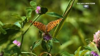 Naturfotografie von Hiroki Inoue  LUMIX FZ2000 Bridgekamera  Panasonic Inspiration [upl. by Ballman325]