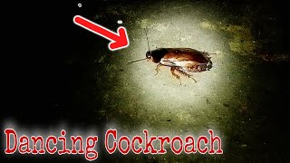 Dancing Cockroach 😯 [upl. by Oikim]