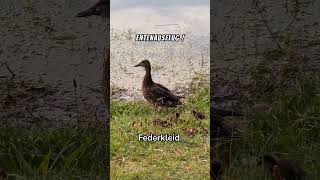 Entenküken Die süßesten kleinen Schwimmer 🐥 [upl. by Genet]