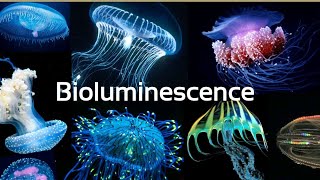 Mechanism of BioluminescenceWhat is BioluminiscenceHow animal emits lightHow animal produce light [upl. by Htiduy]