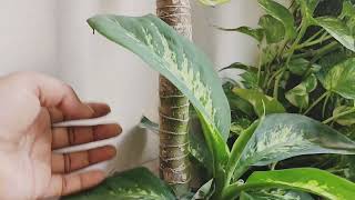 dieffenbachia plants care and growdieffenbachia plant ko eak Plant se dero plants Kaise banaen [upl. by Eem]