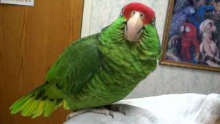 Talking Amazon Parrot [upl. by Orutra]