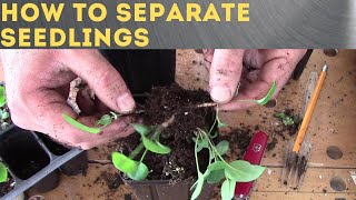 How to separate seedlings [upl. by Rudiger]