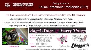 Feline Infectious Peritonitis FIP Hope for a Cure [upl. by Atiuqehs]