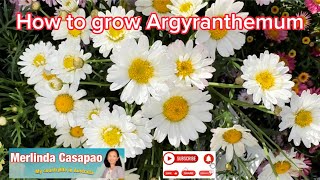 How to grow Argyranthemum ​  Pinay Countrylife flowers garden viral gardening plants [upl. by Ytak]