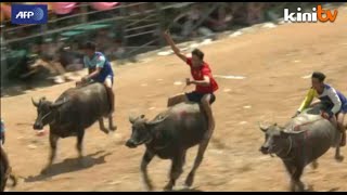 Thai buffalo farmers swap paddy fields for race track [upl. by Idalla]