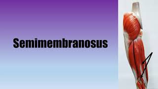 Muscle Actions Hamstrings Biceps FemorisSemitendinosusSemimembranosus [upl. by Akimat653]