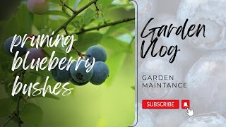 Trimming Blueberry Bushes A Stepbystep Guide [upl. by Eneleahs]