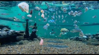 18 KINDS OF FISH INSIDE THE POOLAQUARIUM COME SEE WHAT THEY ARE [upl. by Eelsel]