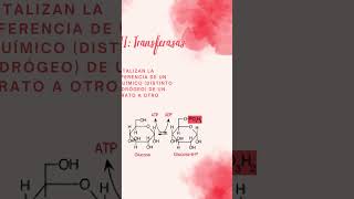 clasificación de enzimas clase 2 transferasas ciencia bioquimica chemistry [upl. by Luca]