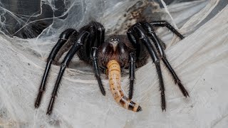 Macrothele gigas feeding [upl. by Eaneg]