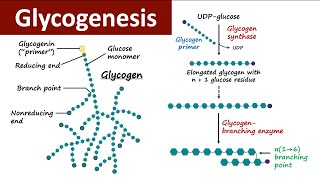 Glycogenesis  Glycogen Metabolism  Carbohydrate Metabolism  Biochemistry [upl. by Pietro119]